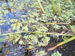 TML (interiér kanála)